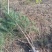 陕西西安周至大量白皮松处理公路养护园林绿化自家苗圃发货