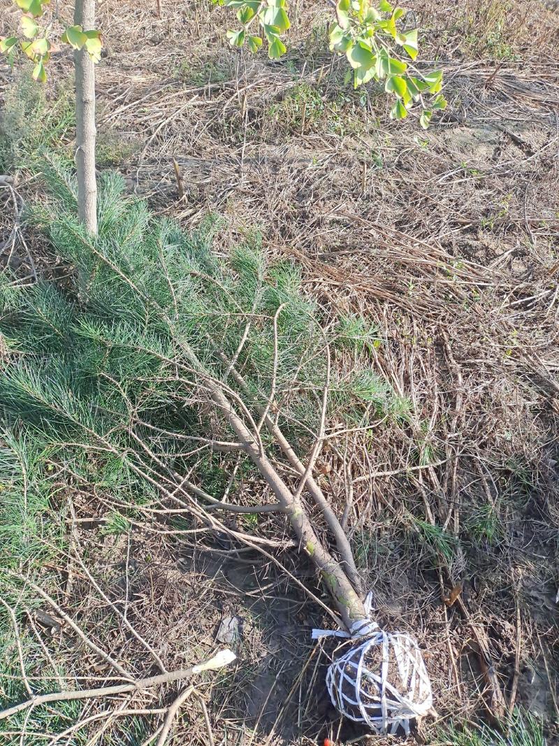 陕西西安周至大量白皮松处理公路养护园林绿化自家苗圃发货
