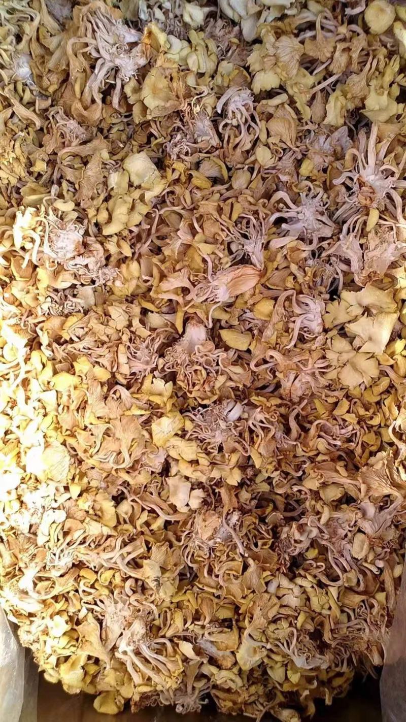 黄金菇是一种菇叶黄而得名黄金菇，可用来炒菜炖汤。