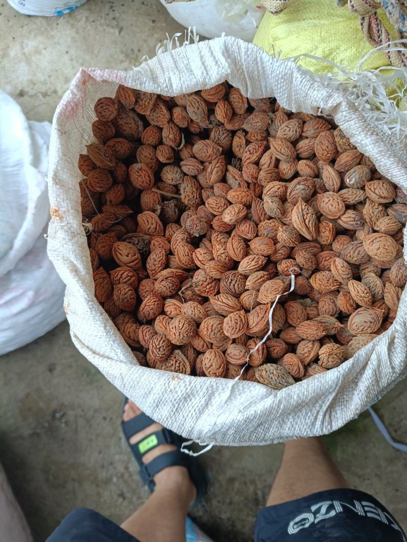 桃树种子
