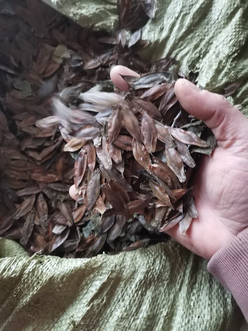 杜仲树种子
