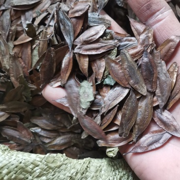 杜仲树种子