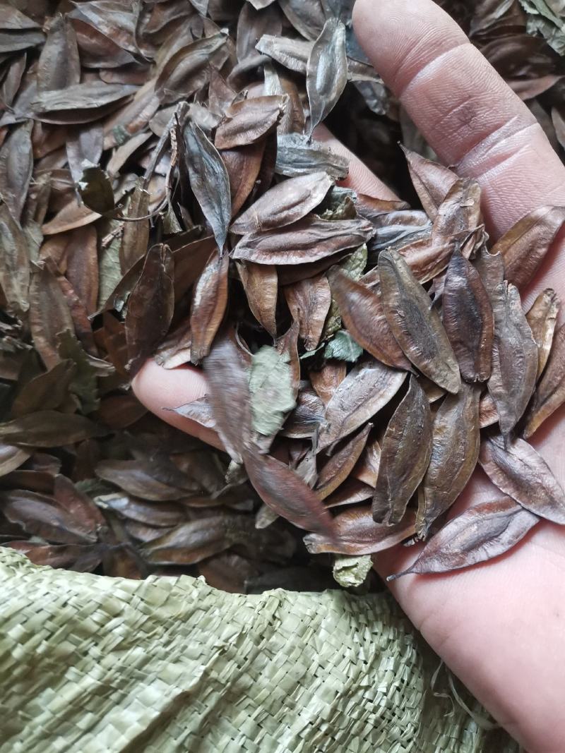 杜仲树种子