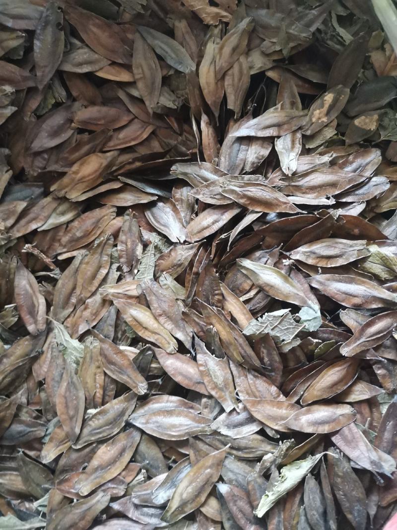 杜仲树种子