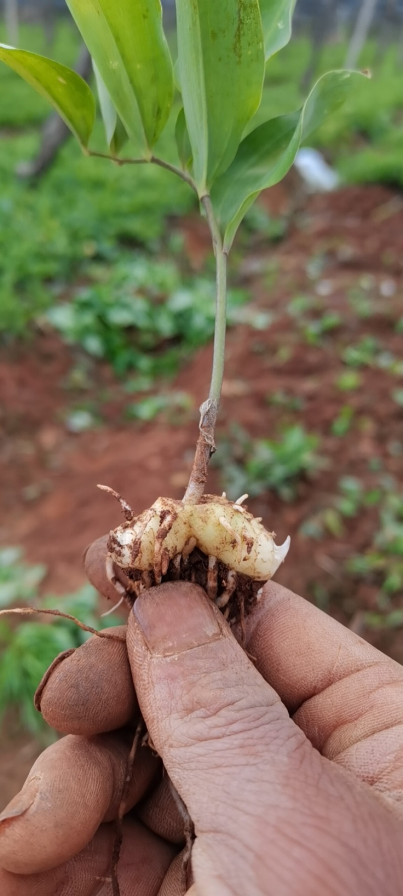 黄精苗黄精种苗黄精黄精茶