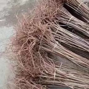 连翘树苗