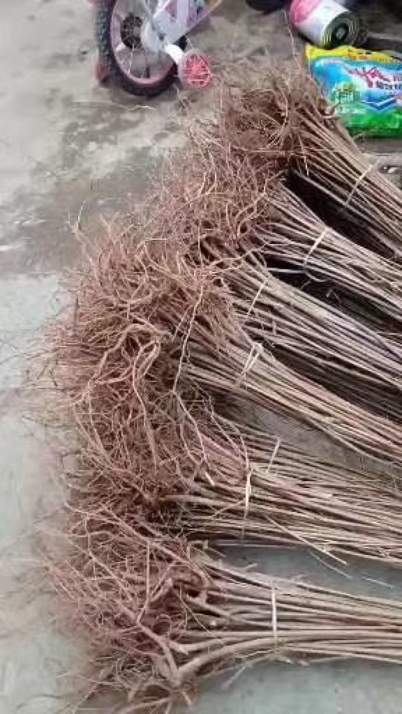 连翘树苗