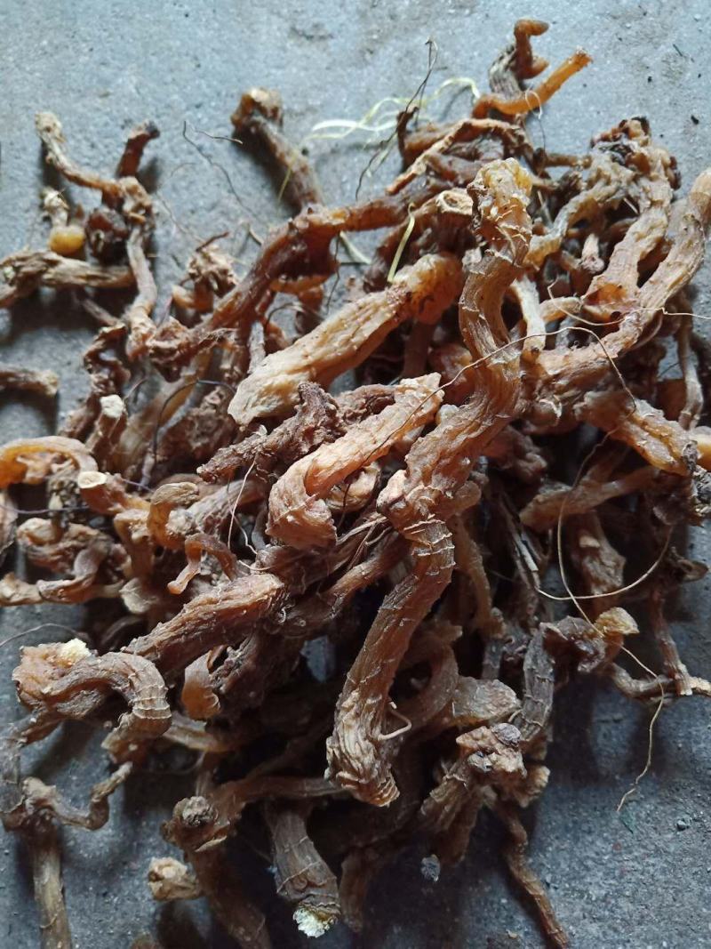 连翘树苗