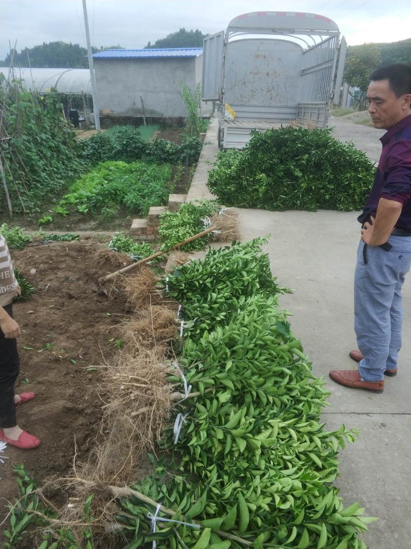 中药枳壳苗，药柑，药枳壳苗，药枳壳，川枳壳苗、重庆四川