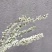 重瓣雪柳重瓣喷雪花重瓣绣线菊
