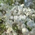 重瓣雪柳重瓣喷雪花重瓣绣线菊