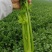 河南精品芹菜小颗西芹菜货源稳定打捆现採
