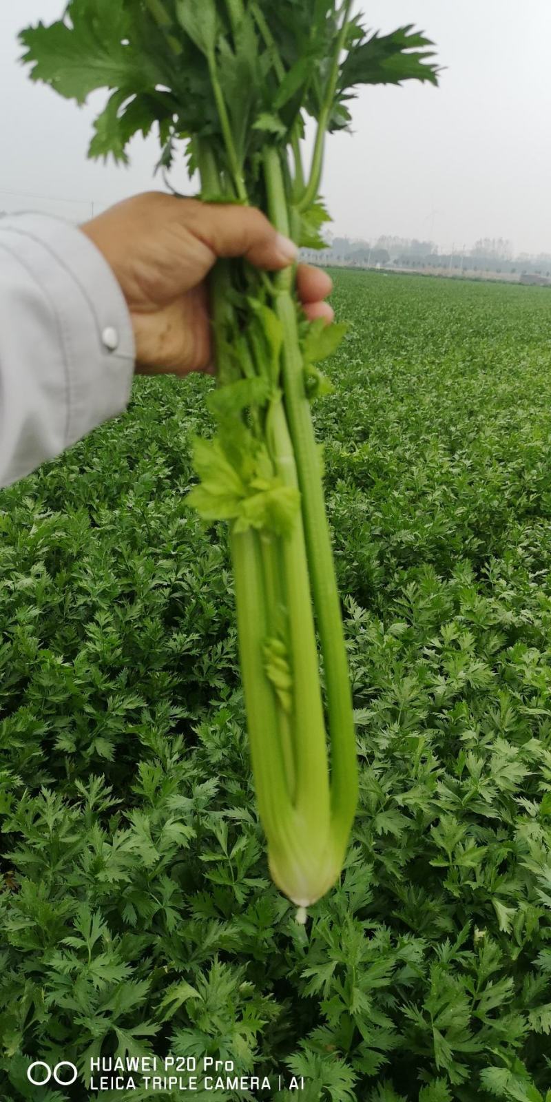 河南精品芹菜小颗西芹菜货源稳定打捆现採