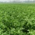 河南精品芹菜小颗西芹菜货源稳定打捆现採