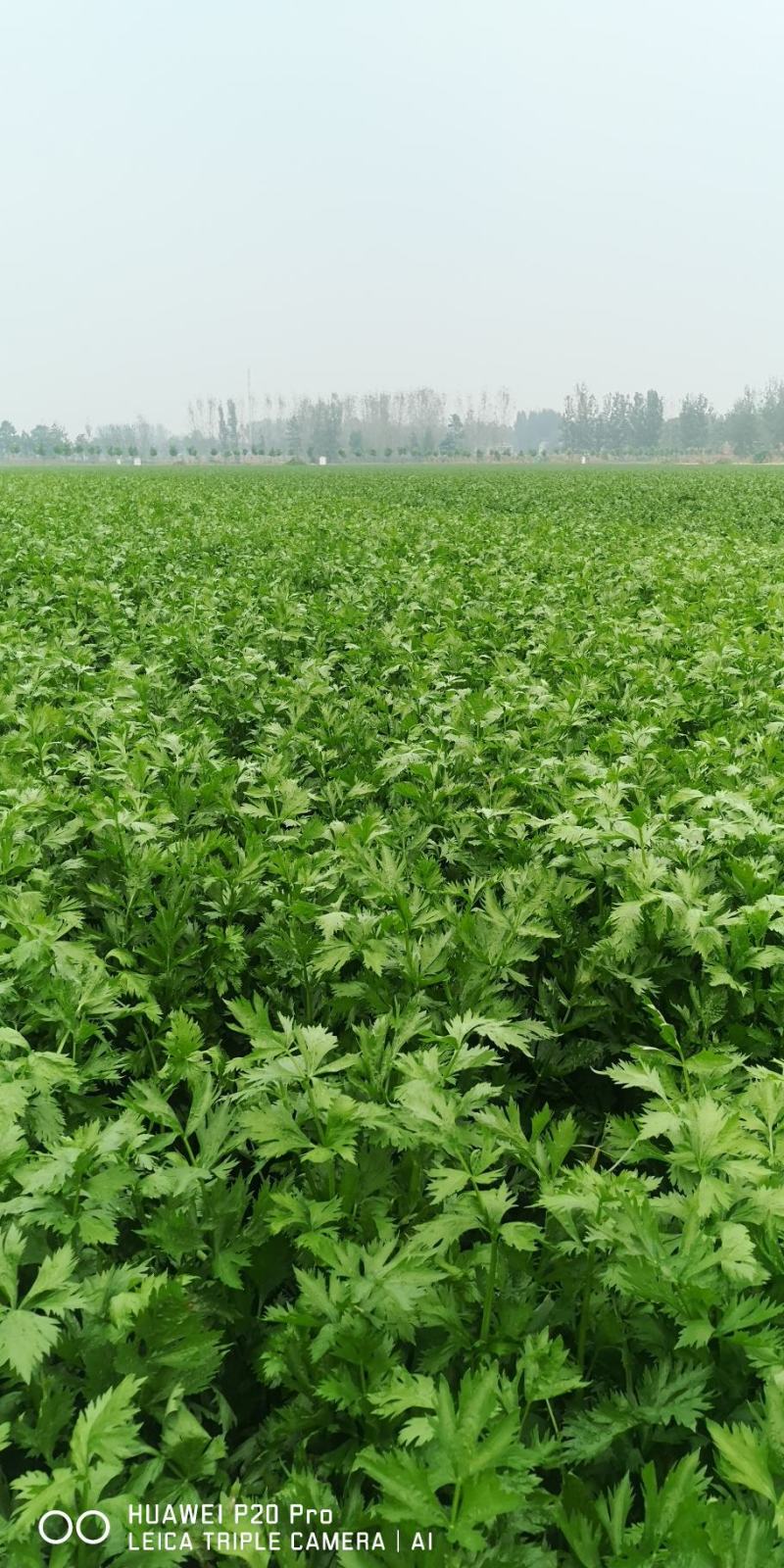 河南精品芹菜小颗西芹菜货源稳定打捆现採