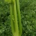 河南精品芹菜小颗西芹菜货源稳定打捆现採