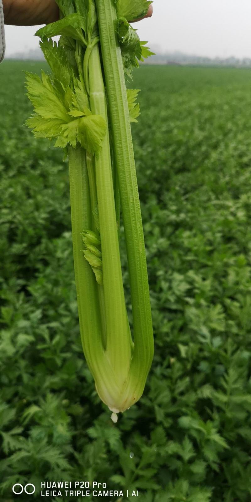河南精品芹菜小颗西芹菜货源稳定打捆现採