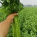 河南精品芹菜小颗西芹菜货源稳定打捆现採