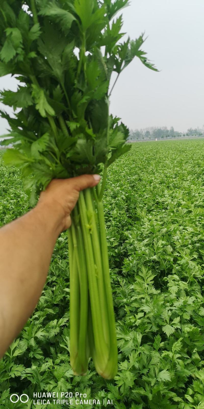 河南精品芹菜小颗西芹菜货源稳定打捆现採