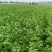 河南精品芹菜小颗西芹菜货源稳定打捆现採