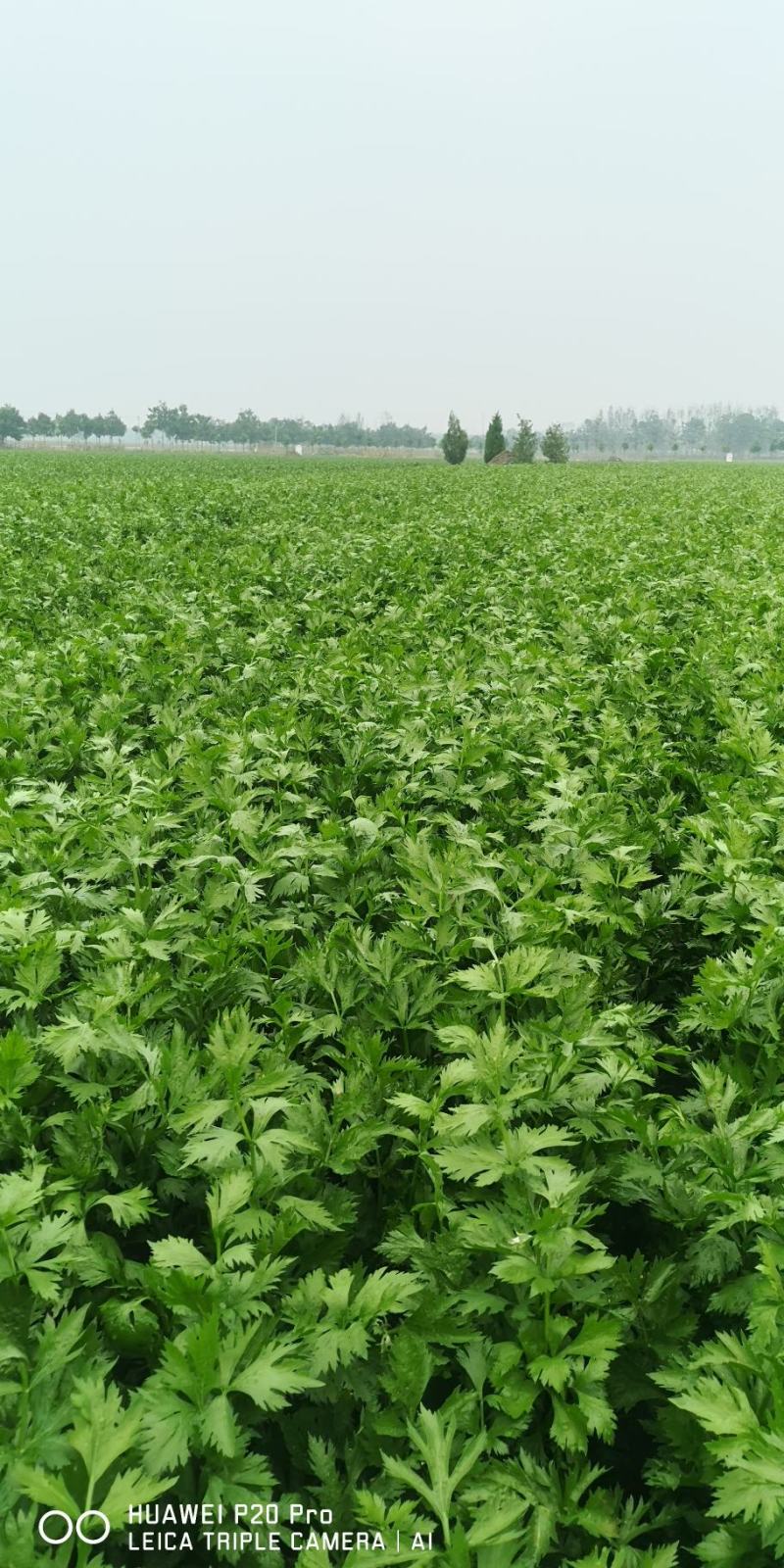河南精品芹菜小颗西芹菜货源稳定打捆现採