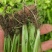 地拔芹菜苗法国皇后文图拉芹菜苗百利耐寒穴盘芹菜苗