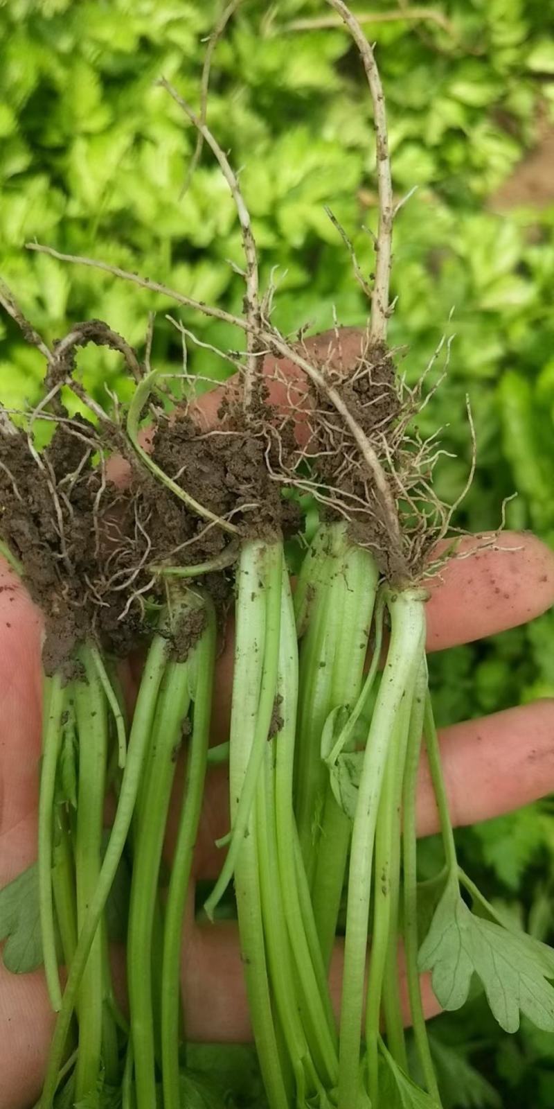 地拔芹菜苗法国皇后文图拉芹菜苗百利耐寒穴盘芹菜苗