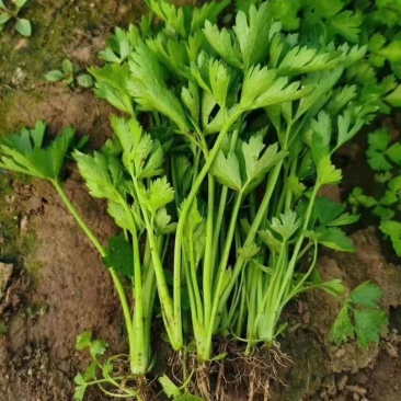 地拔芹菜苗法国皇后文图拉芹菜苗百利耐寒穴盘芹菜苗