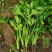 地拔芹菜苗法国皇后文图拉芹菜苗百利耐寒穴盘芹菜苗