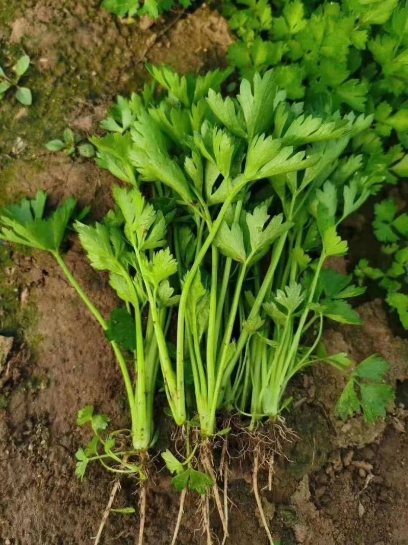 地拔芹菜苗法国皇后文图拉芹菜苗百利耐寒穴盘芹菜苗