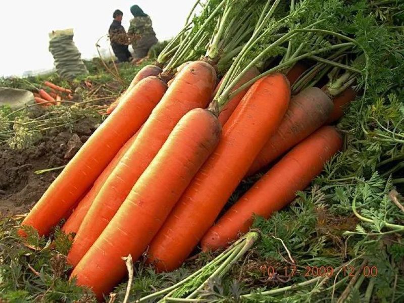 红萝卜大量现货供应各种规格产地直发一手货源欢迎咨询