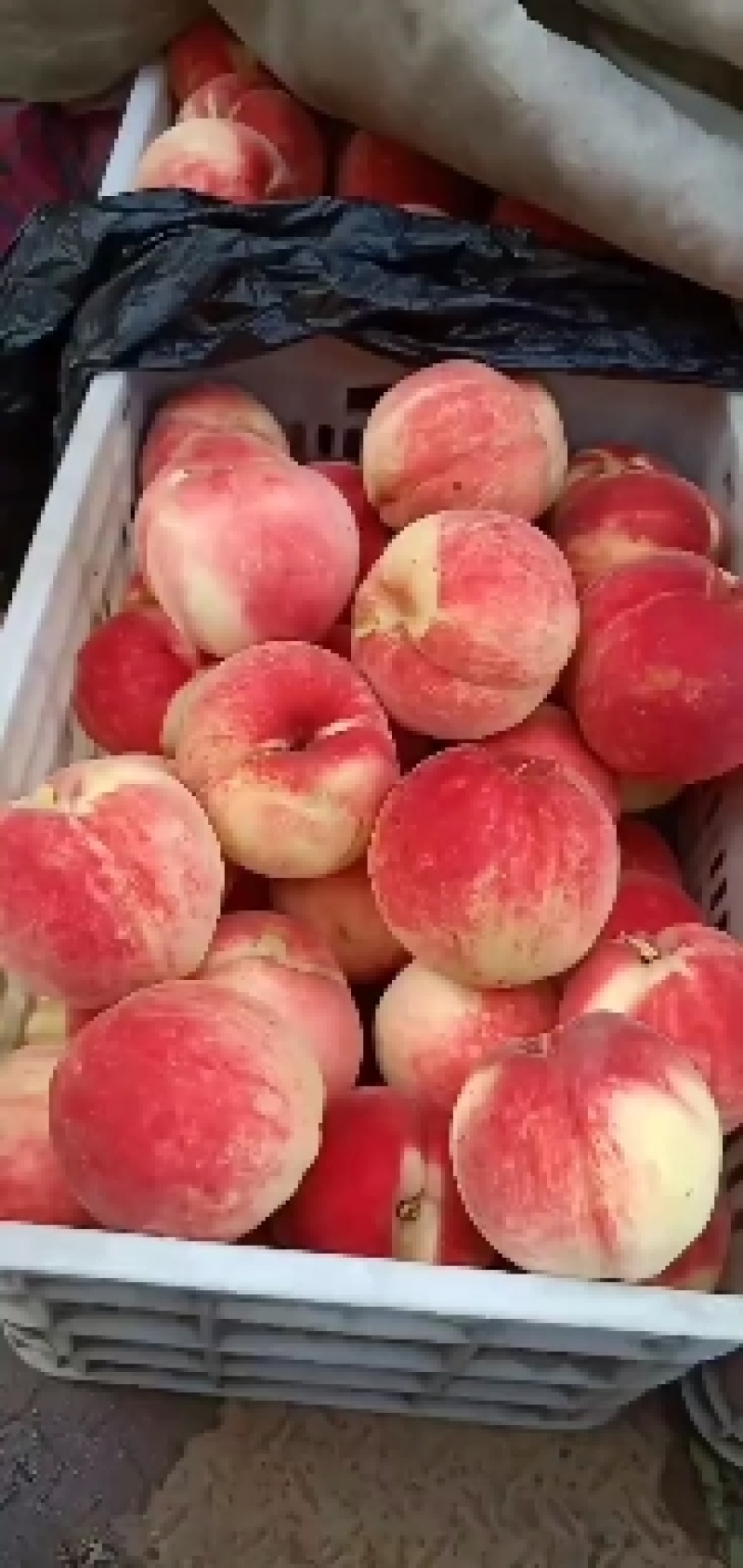 产地直发河北唐山万亩桃园货源充足