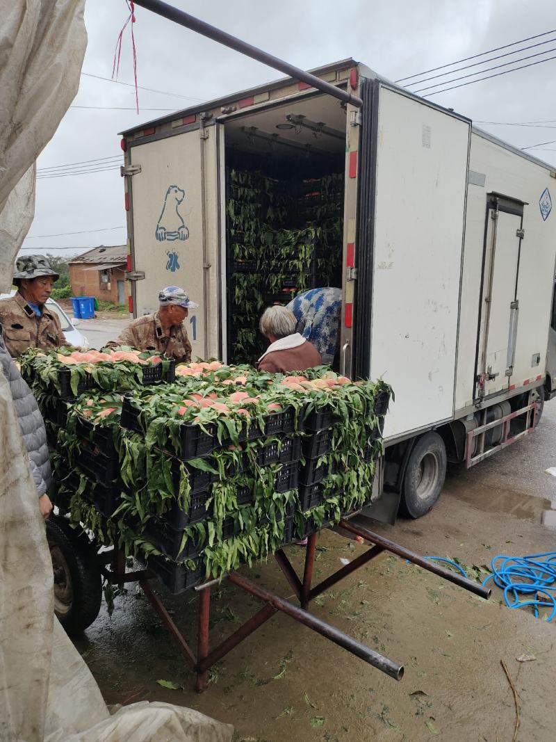 产地直发河北唐山万亩桃园货源充足