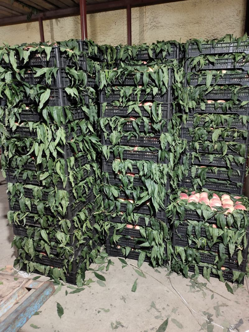 产地直发河北唐山万亩桃园货源充足