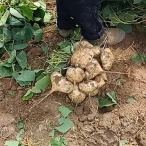 湖北现挖现卖凉薯白地瓜沙根番薯沙葛萝沙果地萝卜