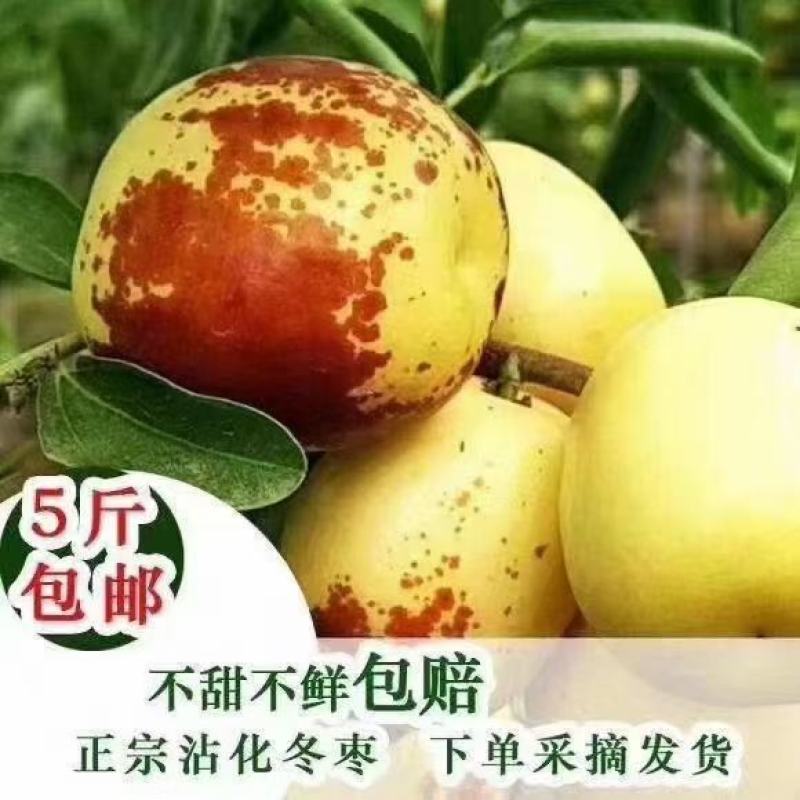 正宗沾化冬枣，脆甜可口！不脆不甜不要钱