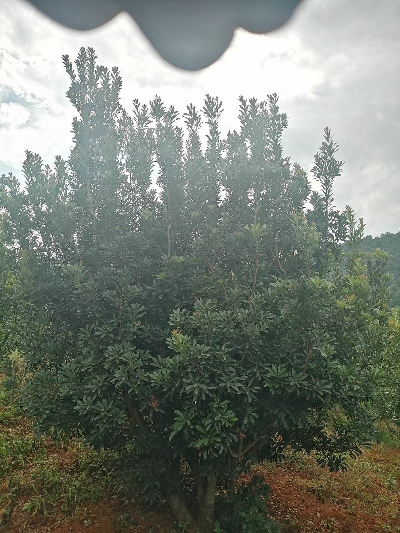 杨梅树