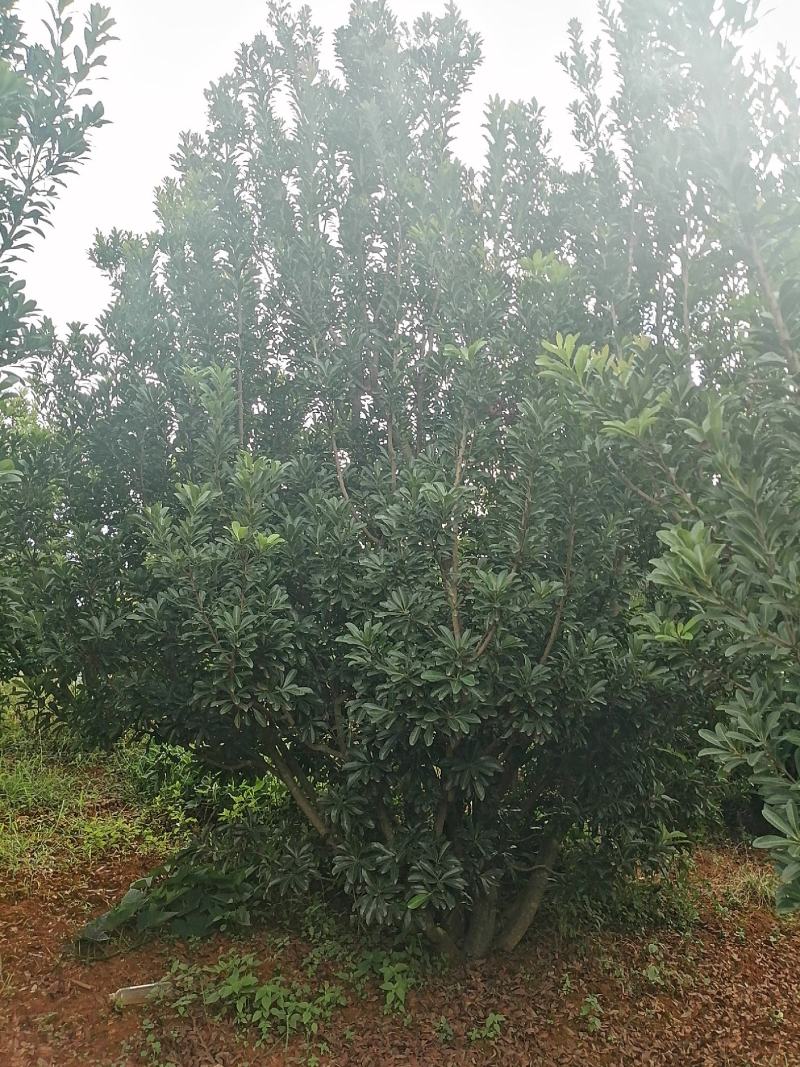 杨梅树