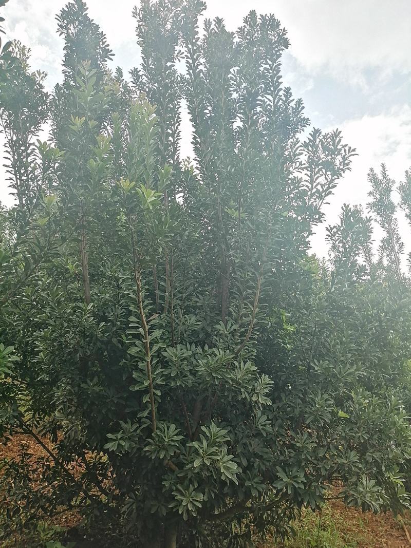 杨梅树