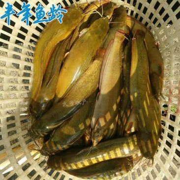 本地三黄土塘鲺鱼苗，胡子鲶鱼苗（产量高）