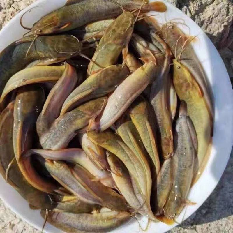 本地三黄土塘鲺鱼苗，胡子鲶鱼苗（产量高）