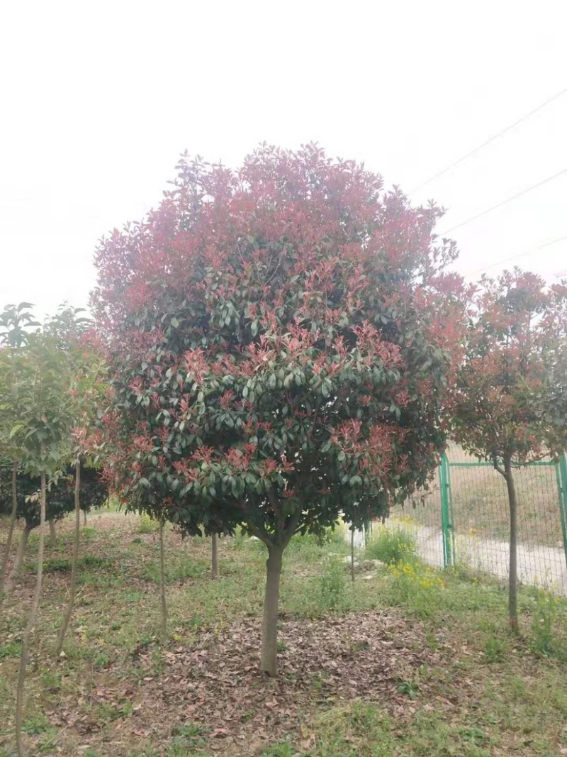 红叶石楠，丛生红叶石楠，红叶石楠树，中华石楠