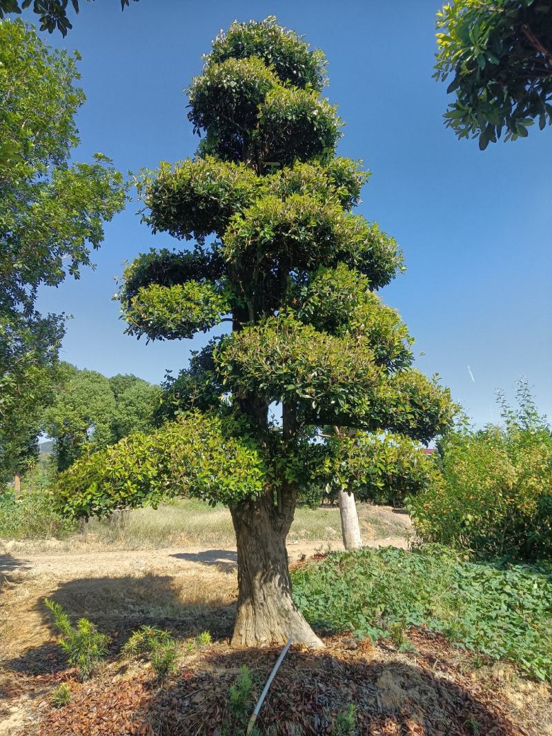 造型椤木石楠现货