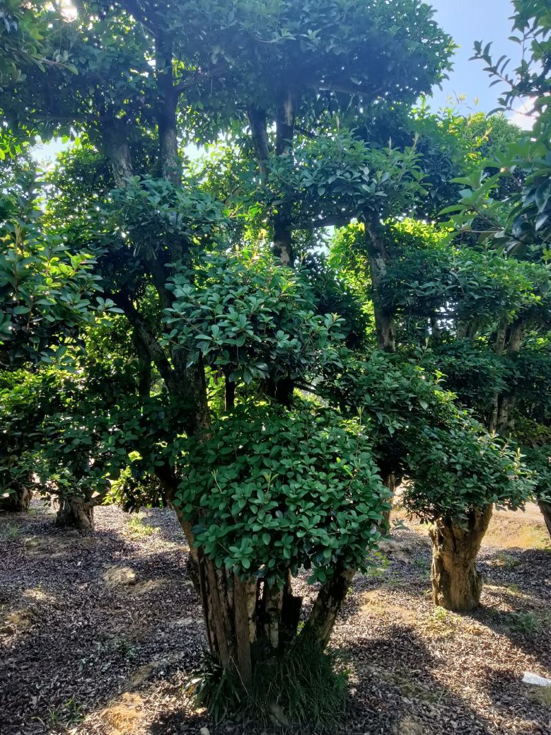 造型椤木石楠现货