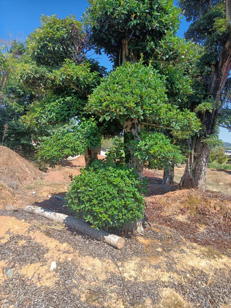 造型椤木石楠现货