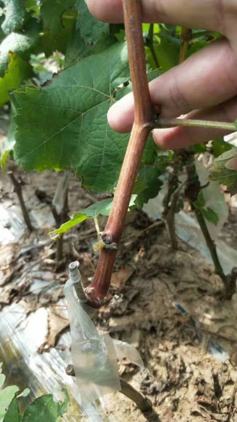 优质蓝宝石葡萄苗店铺所有葡萄苗全是自家繁殖诚信经营