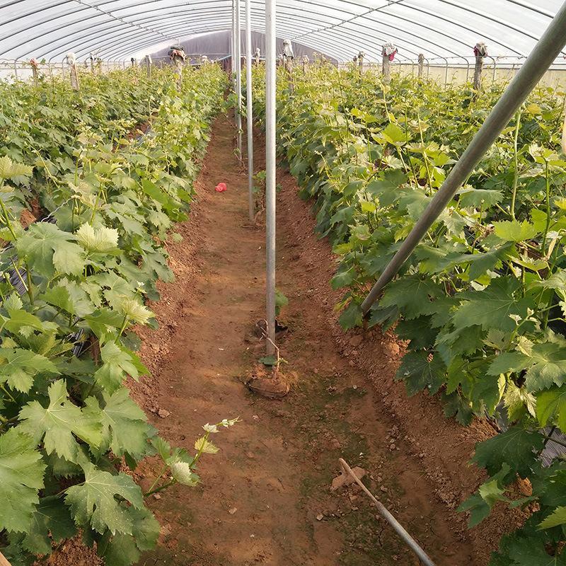 阳光玫瑰葡萄苗自己育植品种纯正基地直发多年经营