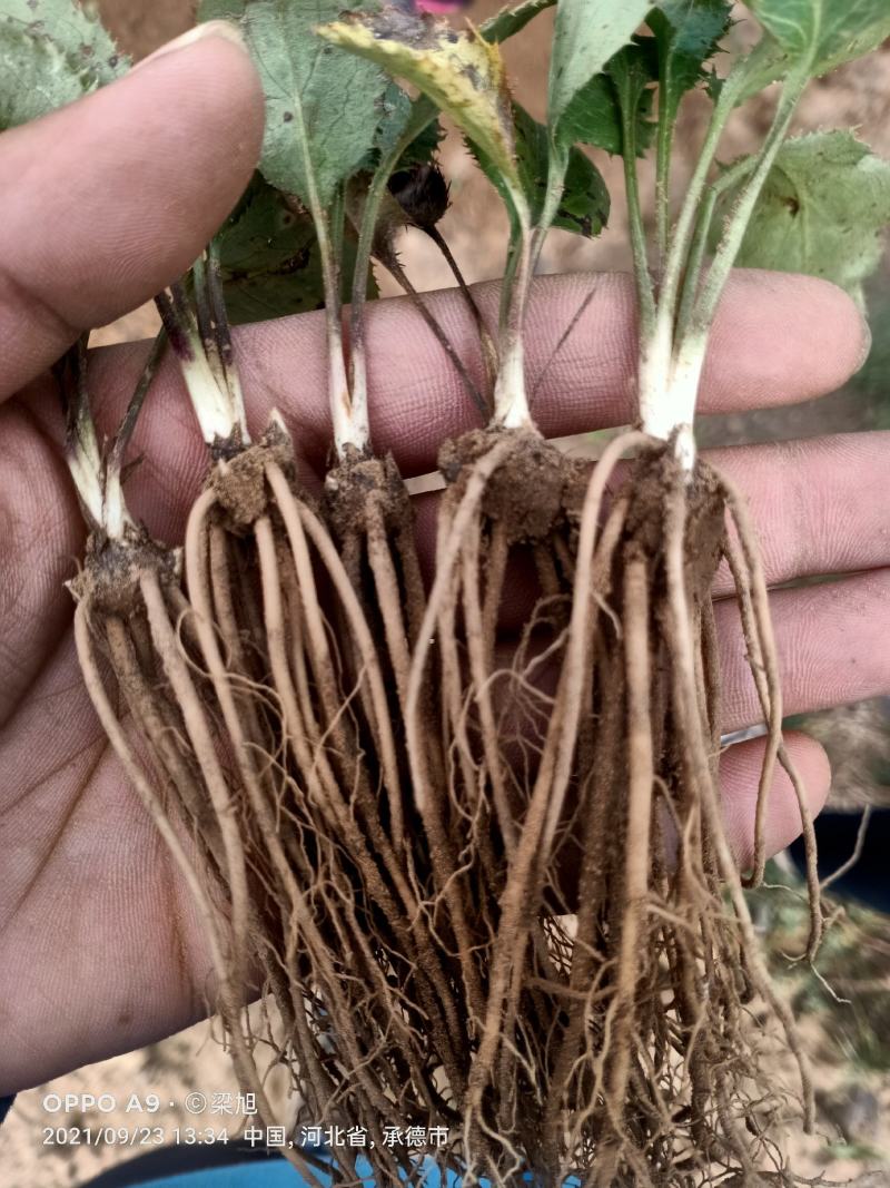 苍术苗承德朱砂点北苍术，正宗北苍术，一手货源，基地直供