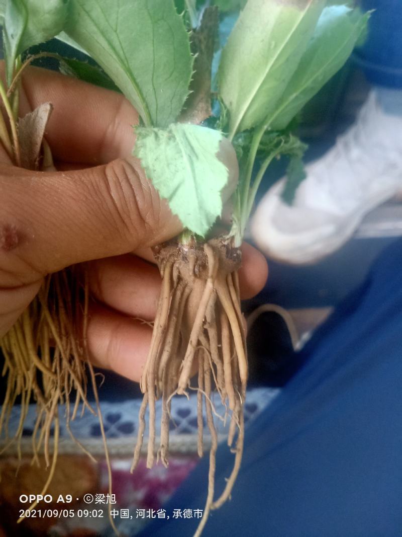 苍术苗承德朱砂点北苍术，正宗北苍术，一手货源，基地直供