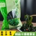 裙带菜整棵裙带菜高泡发电商地摊不二之选大量批发